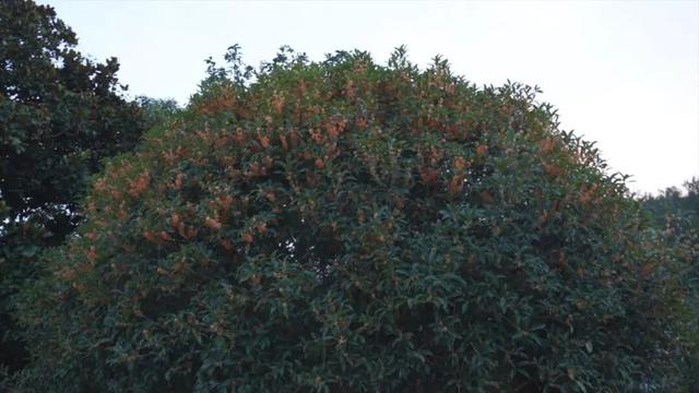 金秋九月，青川的桂花都开了，Pong香！