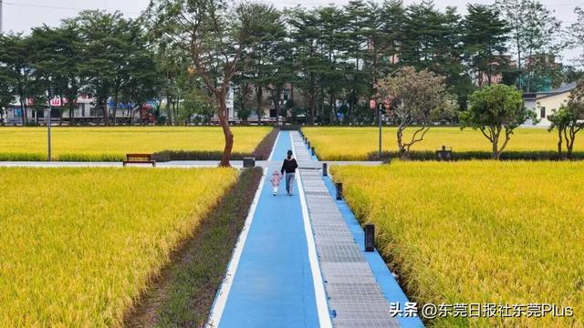 上班暂停，来东莞看稻田吧！