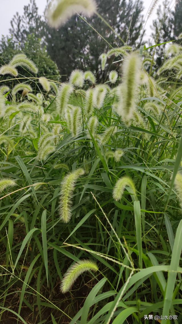 夏天过去了，秋天也过去了，我再也没有见过那个手捧狗尾草的男人