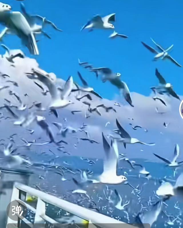 昆明11月一3月！滇池海鸥大军把大坝变成“人鸥狂欢现场”