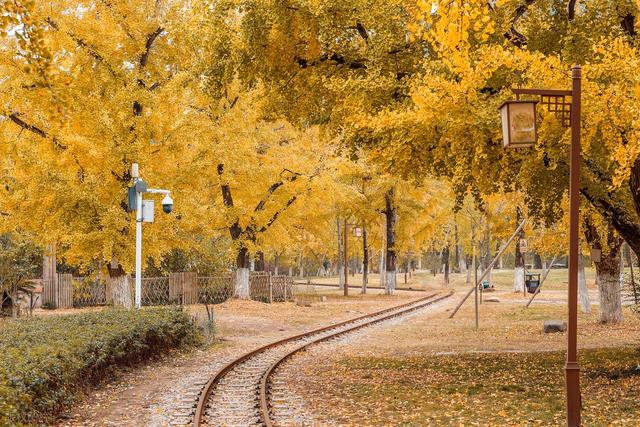 11月，去赏银杏吧！8个高颜值赏秋地，速来拍美照，挑一个就出发