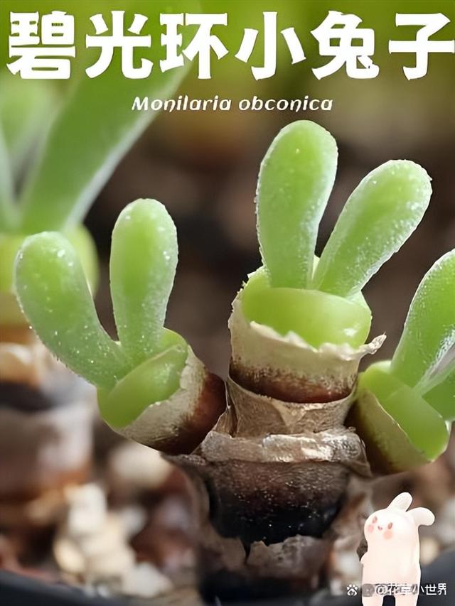 女子晒“已苏醒的小兔子”，萌萌的好可爱，网友：长大后会变残