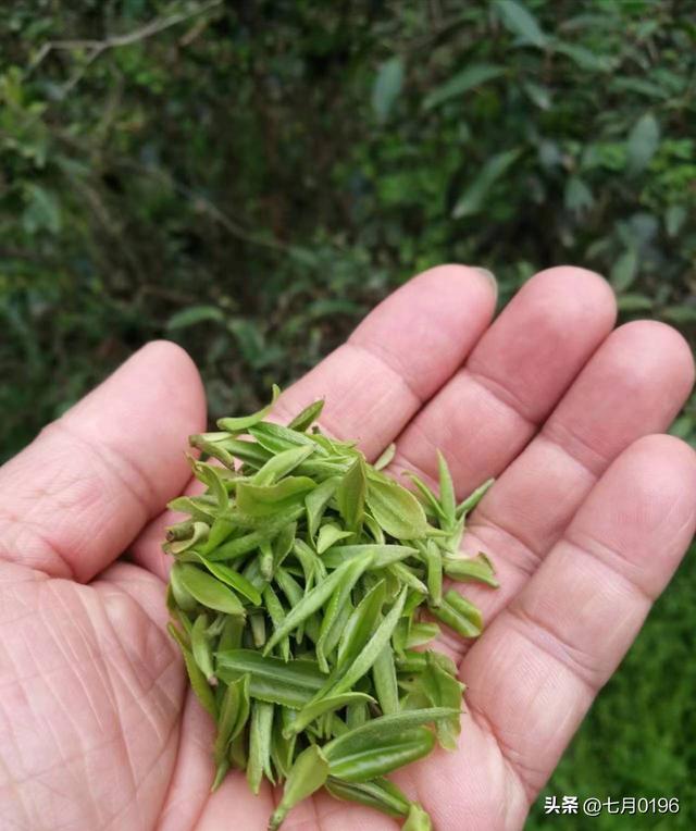 采一篮茶叶，炒一锅清茶，品一品茶香