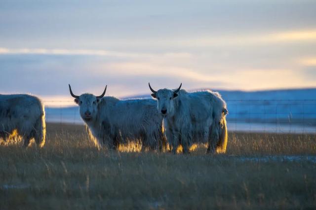 锡林浩特，雪域里的足迹