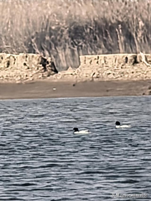 走，去渤海湾看候鸟…