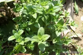 你敢相信吗，诗经里提到的这些野菜，仍然是我们今天的美味佳肴图片