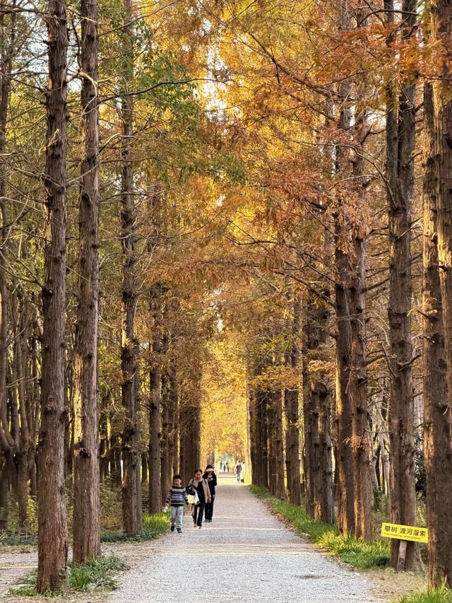 4个点位已公布！太仓人拍照请抓紧