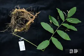 野性贵州 有问必答丨黑乎乎的“黄精”是一剂“灵丹妙药”……图片