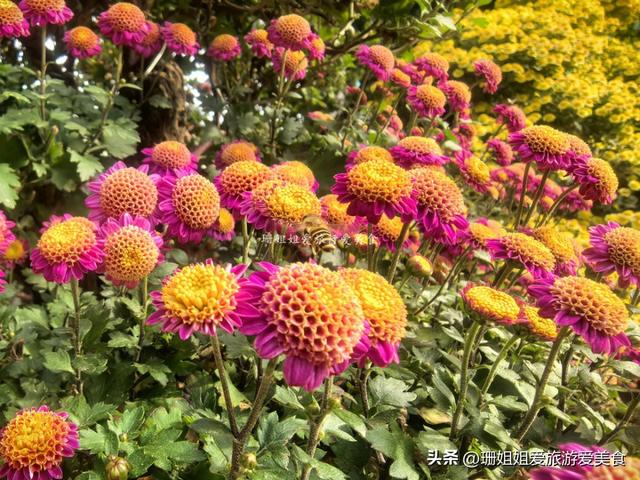 广州文化公园66届菊展，藏秋冬浪漫气息，延续全运会风情，免费