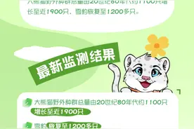 海报｜我国大熊猫、雪豹等野外种群数量持续增长图片