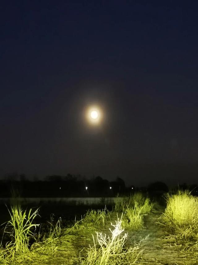 塞尔维亚，老贝城的圣萨瓦大教堂，马赛克壁画把金色用到极致典雅