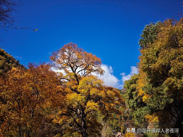 米亚罗彩林季，观赏一日游！