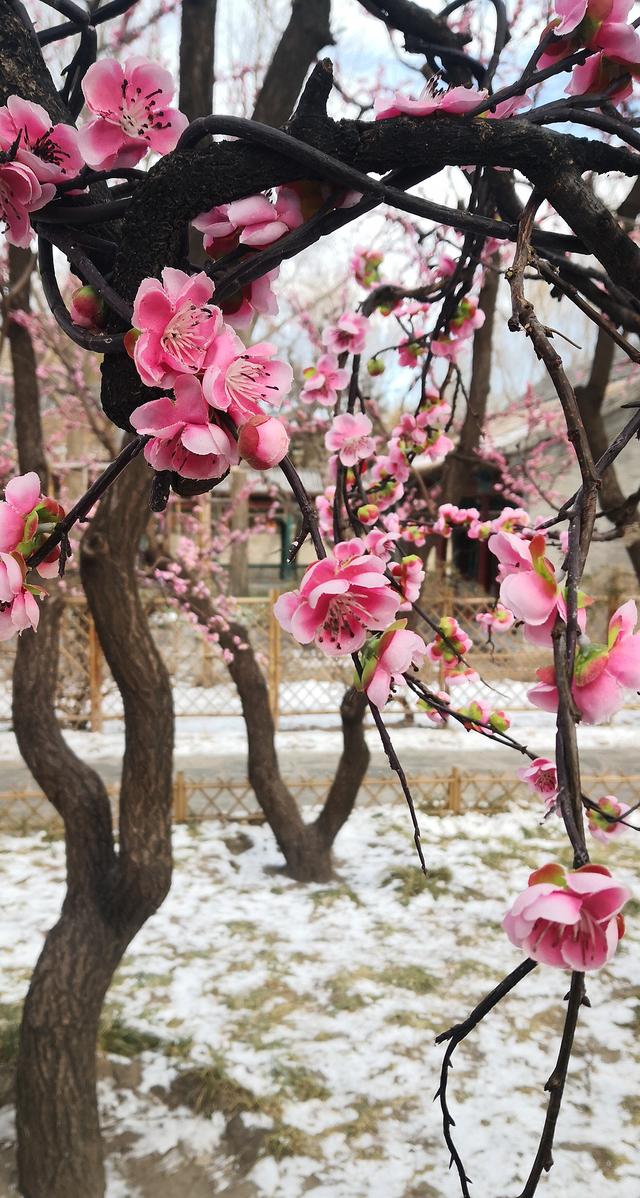 北京大观园“梅花”提早绽放 古风新春景致惊艳亮相