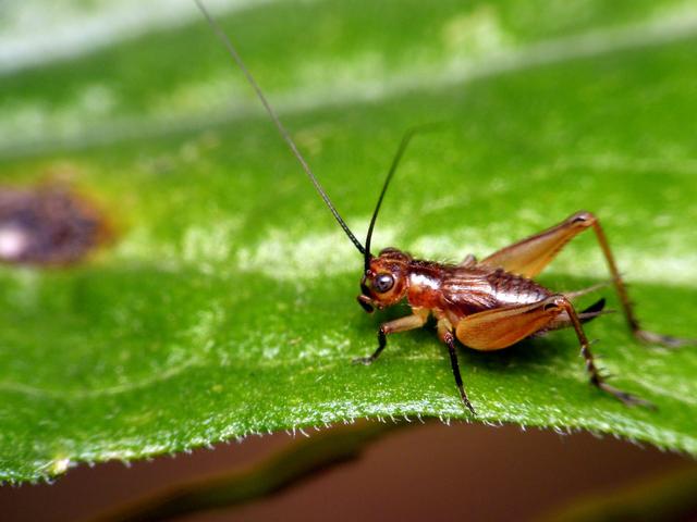森林幽灵颠覆认知，无需阳光生长，二十年追踪现新种！