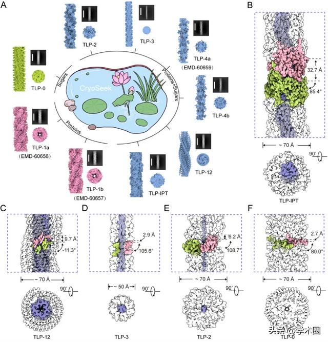 颜宁院士团队连发两篇!