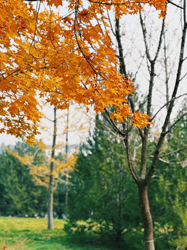 西安周末好去处——初冬8处宝藏公园免费又好玩！