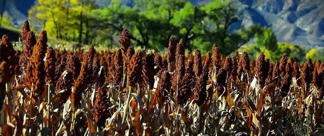 进度已达90%！呼和浩特进入全盛期！最近每天都不一样，呼市人抓紧出门