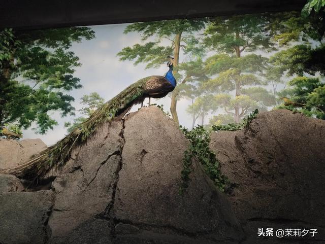 龙岩市区一日游精华线路