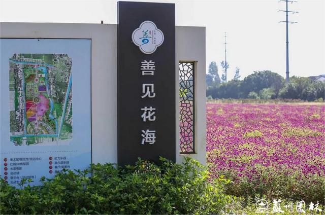 21处绚烂花海！苏州“晚秋花海”赏花地图出炉