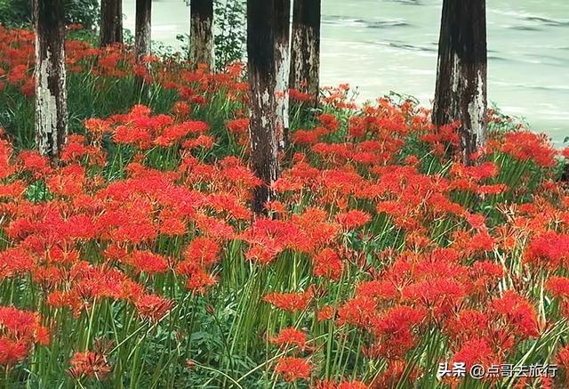 成都市区彼岸花，花开成海，不要门票，地铁公交直达！