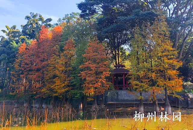 柳州园博园360株杉树点染冬季渐变色