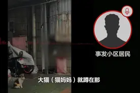 江西南昌一小区3只小奶猫被吊死，猫妈妈呜咽守护让人心疼图片