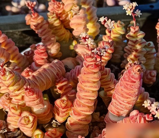 养钱串“3步走”，冬天长得快，上色状态美，爆盆长成“聚宝盆”