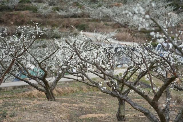 官宣：盛花期已到！武平封侯千亩李花基地美成仙境！高清实拍——