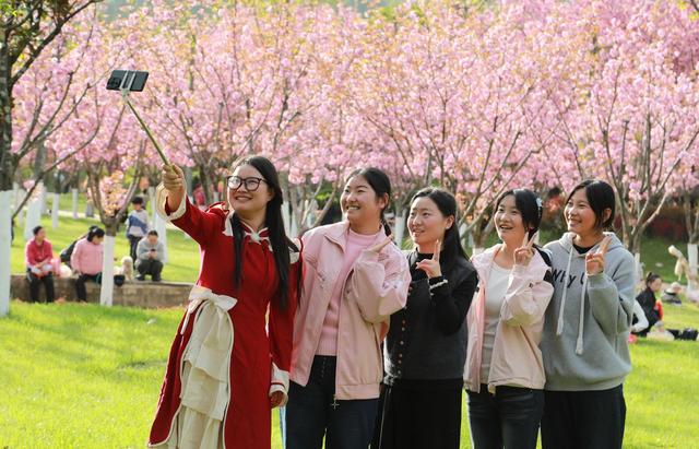 徽县：樱花节会醉游人
