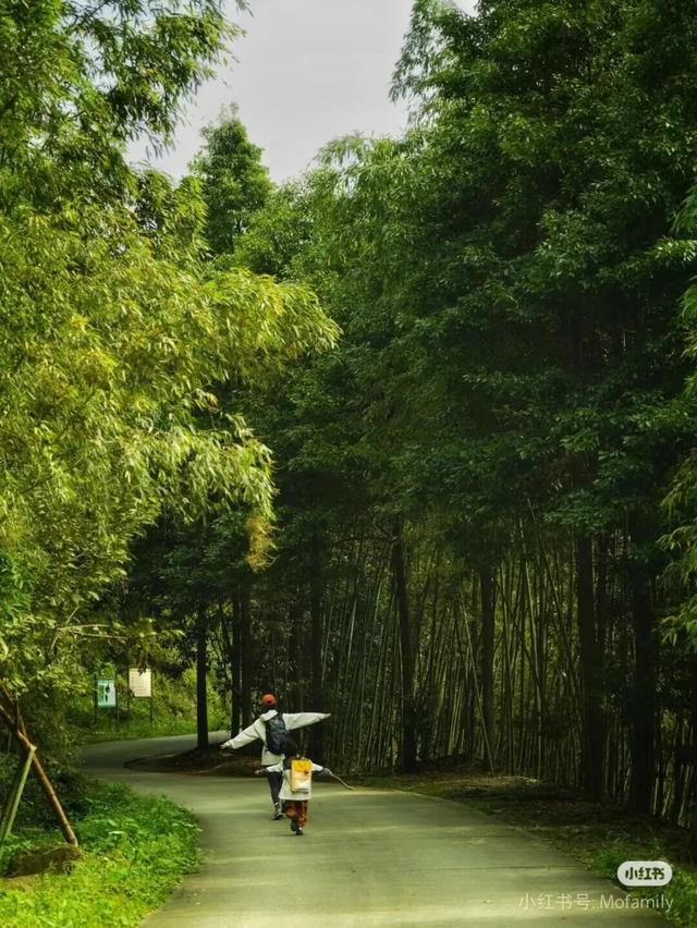 黄了！彩了！1h刹拢成都最近赏秋地，徒步拿奖牌、邂逅古寺银杏！老街美食好吃惨！