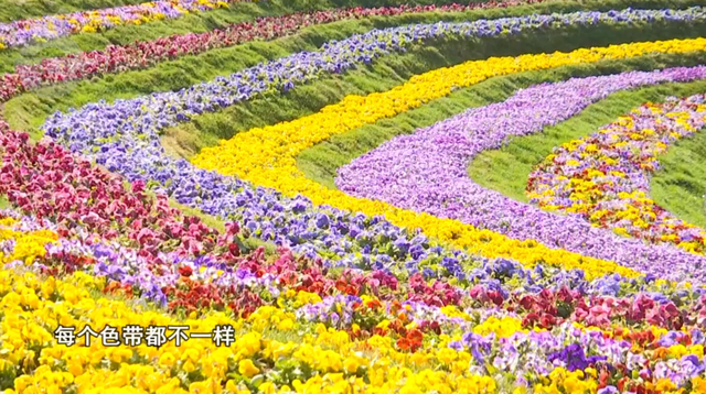 15米孔雀花雕亮相，七彩花海即将开放→