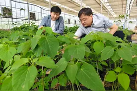 看“树上油库”如何点绿成金图片