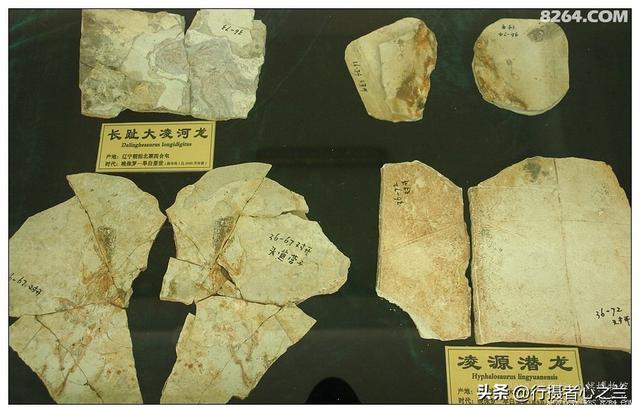 山东行游影记（36）—平邑天宇自然博物馆（十一）