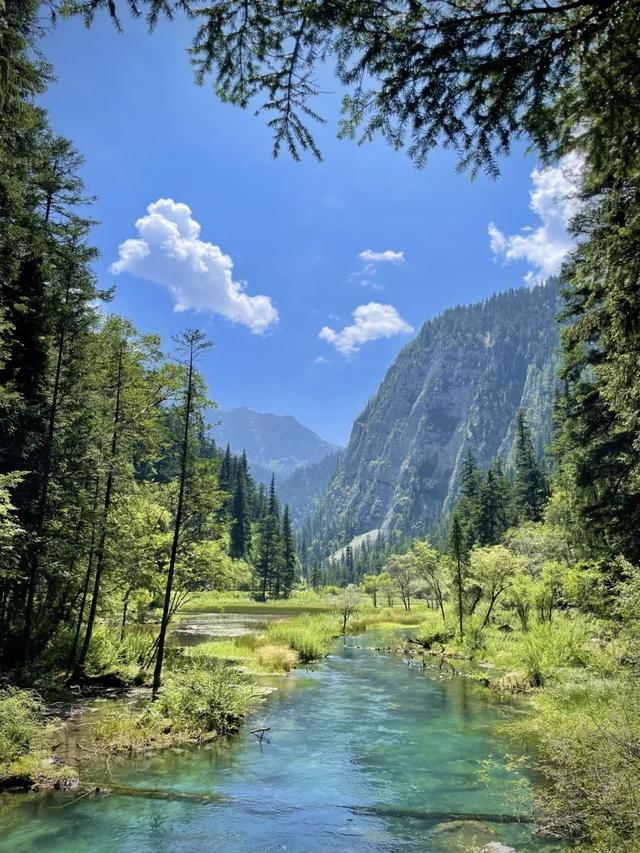 鱼跃天际、鸟翔水底，九寨沟邀你共赏夏日奇景~