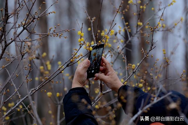 达活泉公园腊梅（美图）