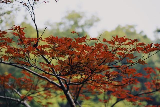 一到秋天，南京就美成了金陵
