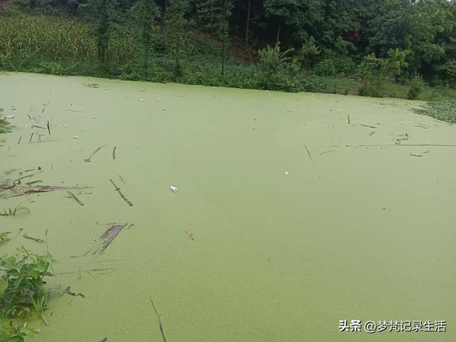 70多岁的老娘像个拼命三郎,一个人在雨天漫步拥抱大自然感觉不错