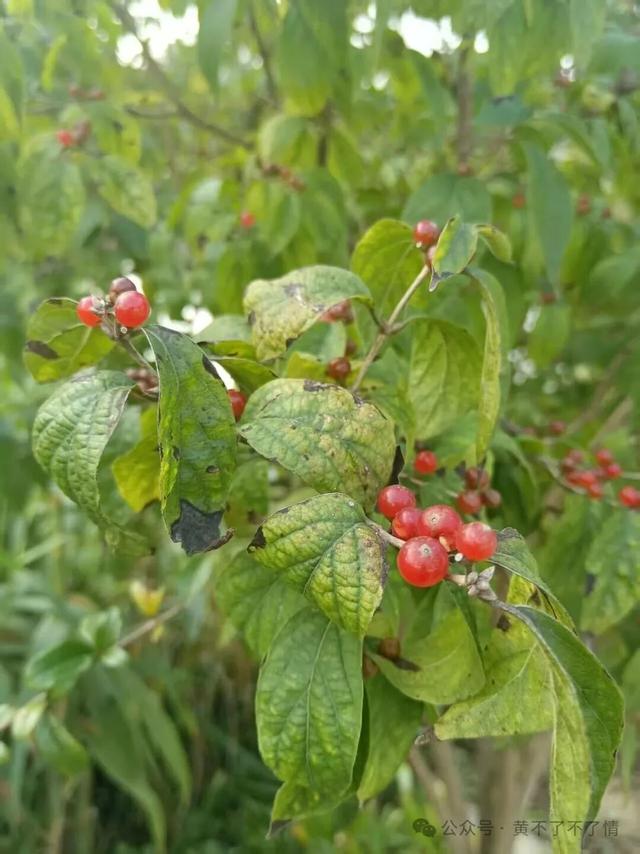 光山文殊寺,秋日的宁静与闲适