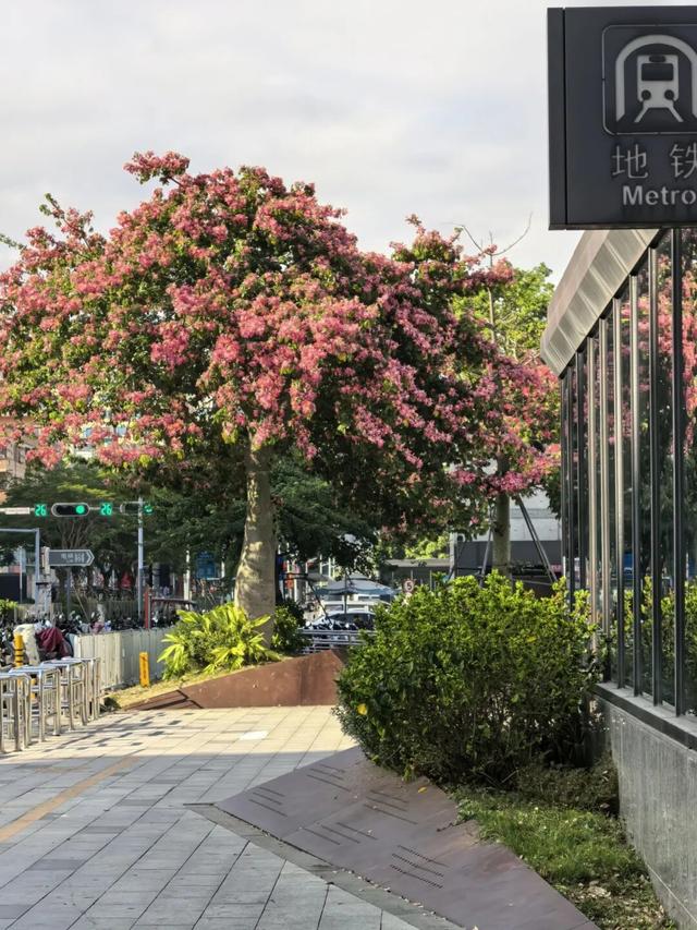 龙岗秋冬浪漫打卡指南来了！瀑布花海、空中花路…这份粉色攻略快收好！