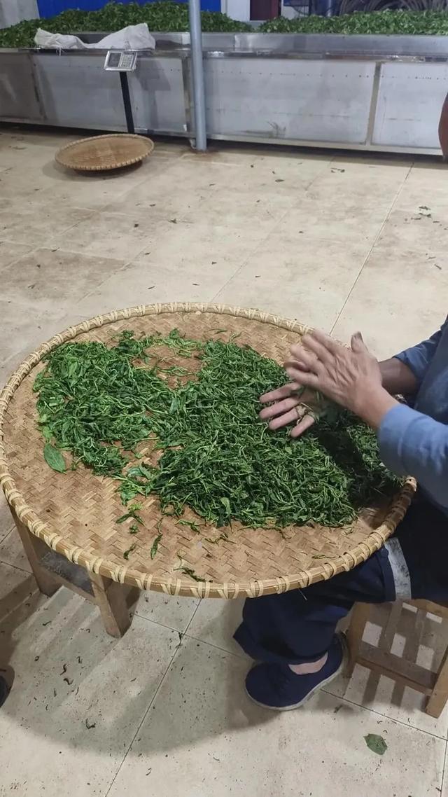 别以为种茶能赚“暴利”茶农晒账本 辛苦一年，收入没想象那么多