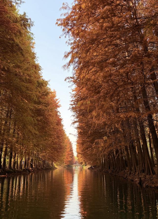 落羽红杉林，误入油画中！