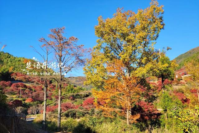 宁波这处秋色又到最美时刻，4条古道串联起近10个村庄，值得推荐