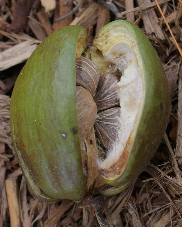 家里这8种特常见的盆栽绿植，只有极少花友看过它们开花
