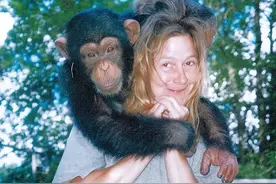 高智商动物不能当宠物？美国女子曾养了只黑猩猩，却害惨了闺蜜！图片