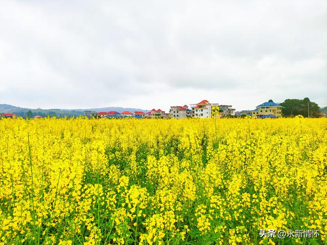 金色花海·魅力石桥——永新县第三届油菜花诗会侧记