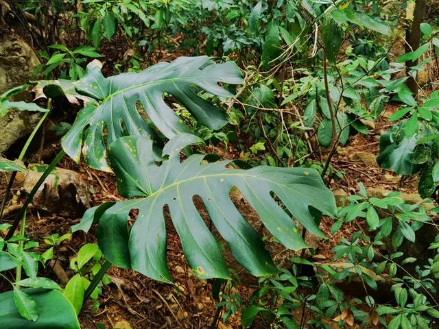 “若得一日闲 山中品千年” 游泉州清源山