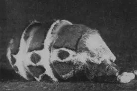 重口味虫类实验--多个蛹的体液混合，还能发育出蛾子吗？图片