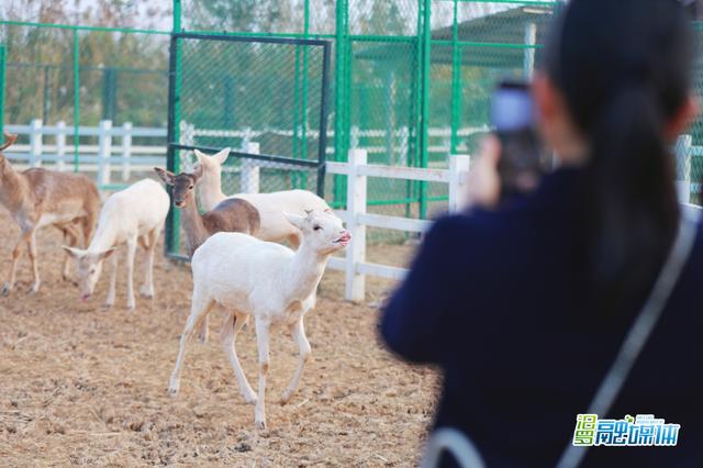 “江湖四宝”掀起岳阳冬季旅游热 四级媒体人亲身感受湘北生态画卷