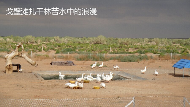 汤向进 | 北疆之叹