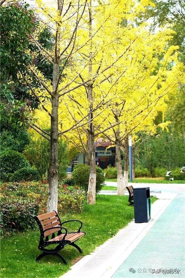 天水弘文园秋景美翻了，快去打卡！